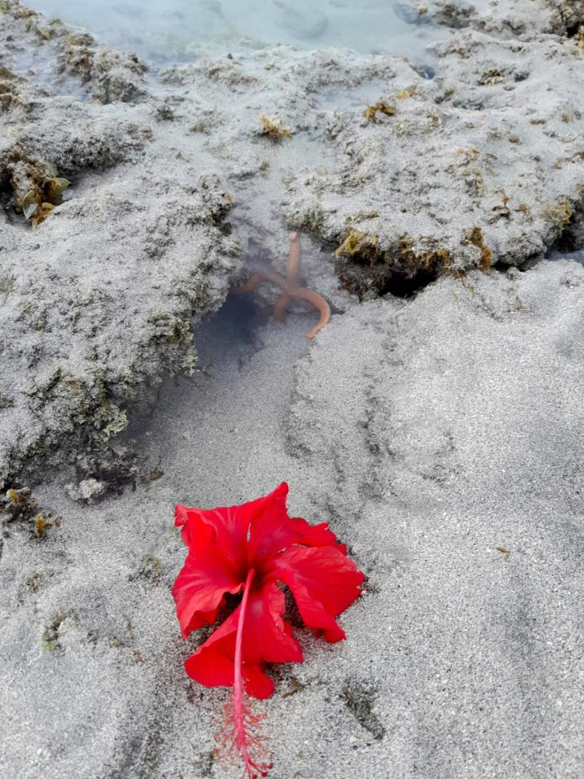 Pousada Flor Da Barra Maragogi Exteriör bild